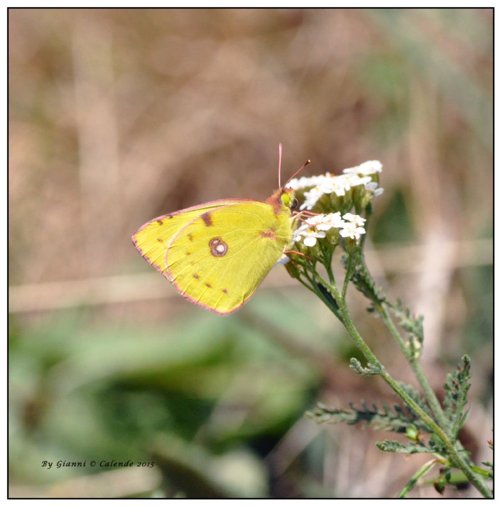 Colias croceus maschio? No, Colias alfacariensis